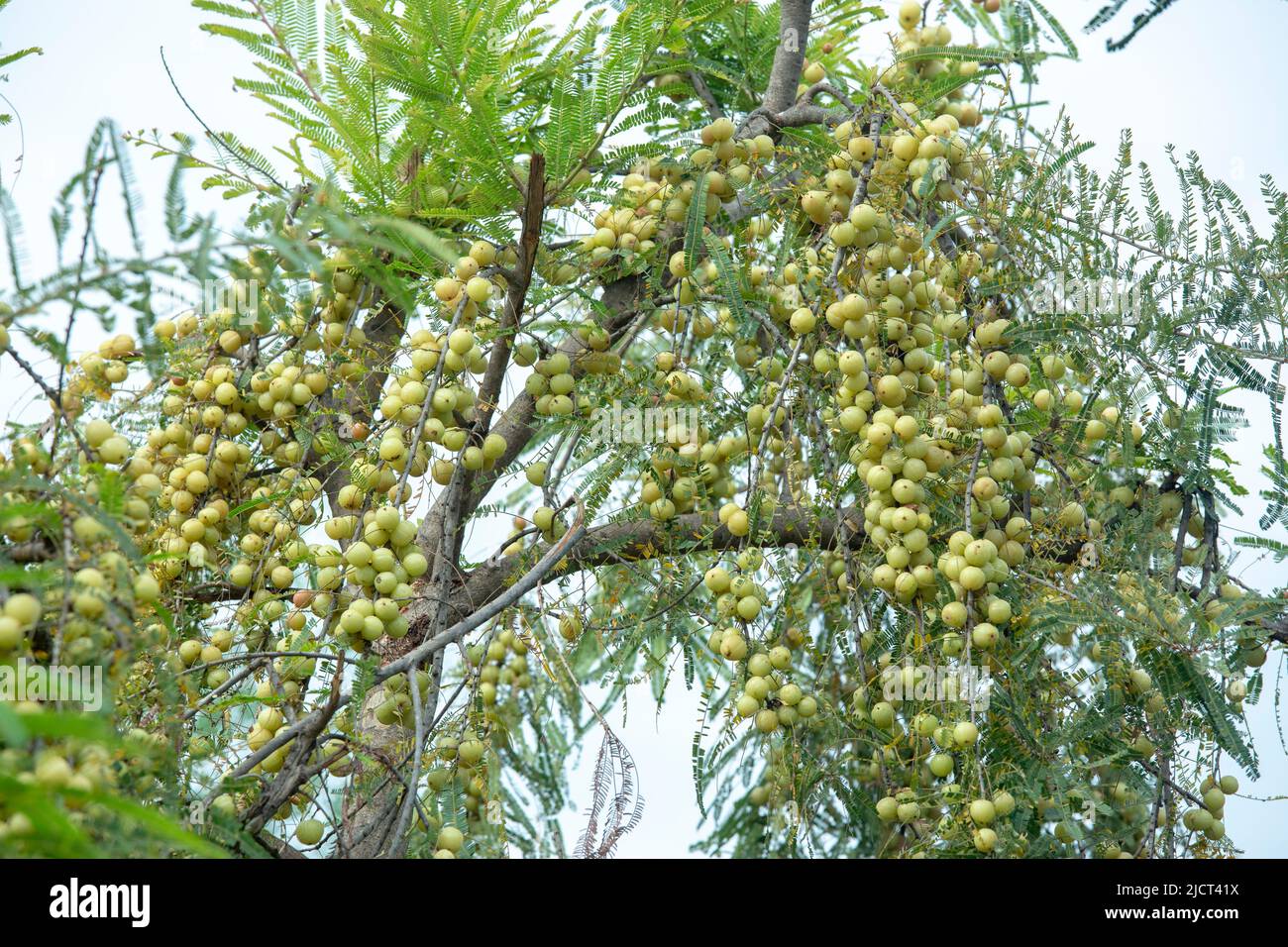 amla growing on trees in rural areas and forests is healthy rich