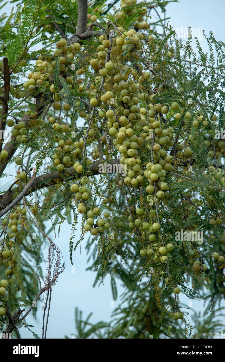 amla growing on trees in rural areas and forests is healthy rich