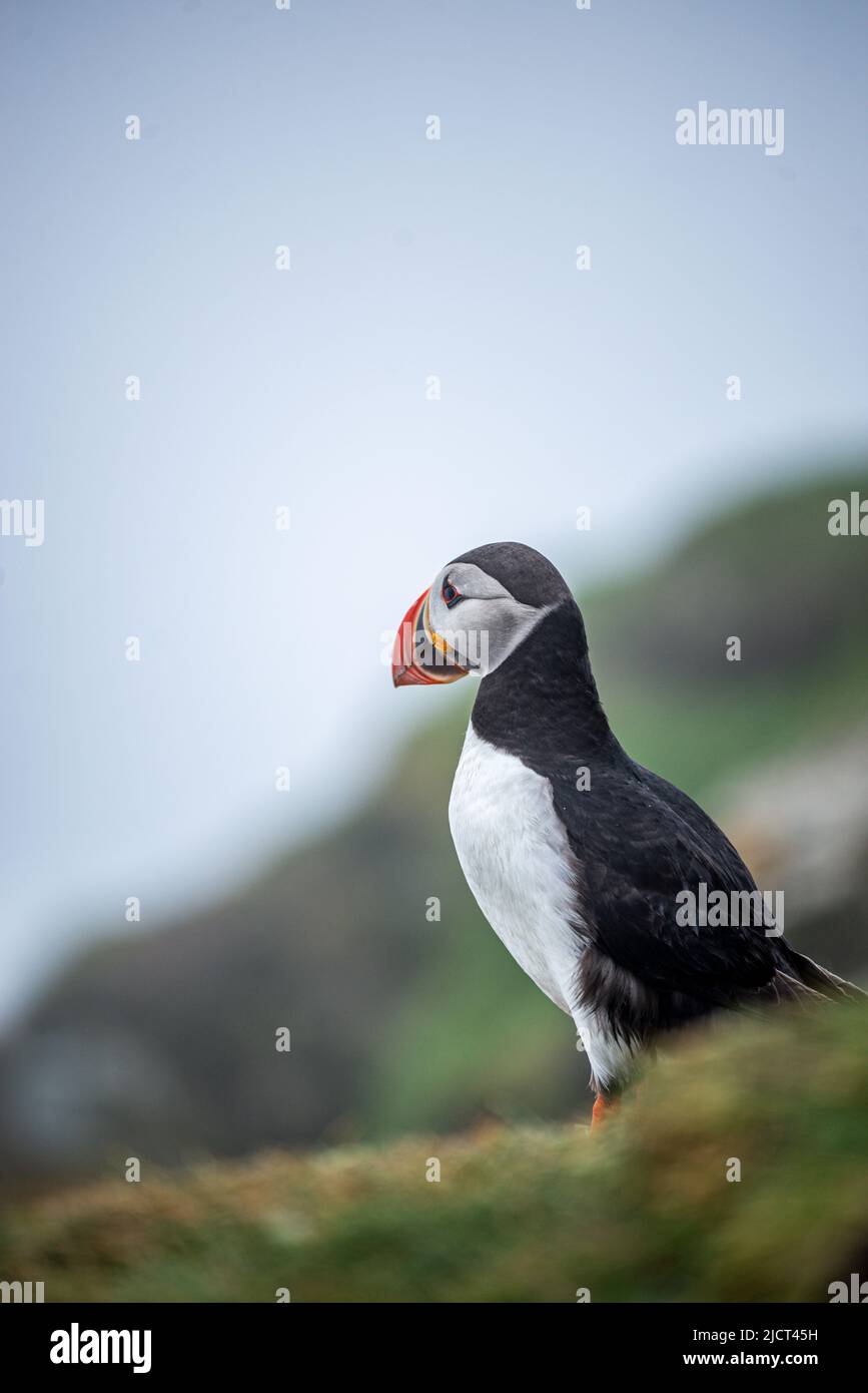 A puffin in Mykines Island, Faroe Islands Stock Photo