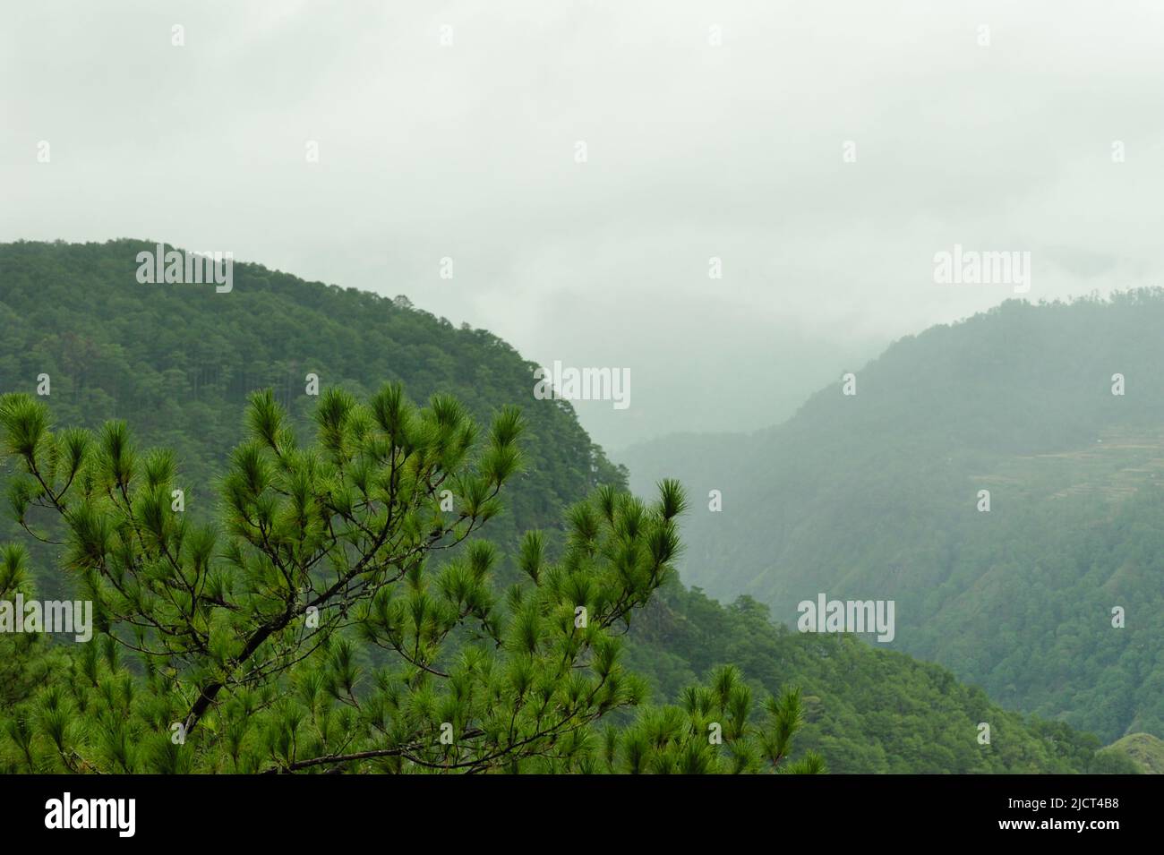 Mountain Province, Philippines: top of a pine tree up close, against the mountains of Sagada on a cold, foggy day. Nature themed horizontal copy space. Stock Photo