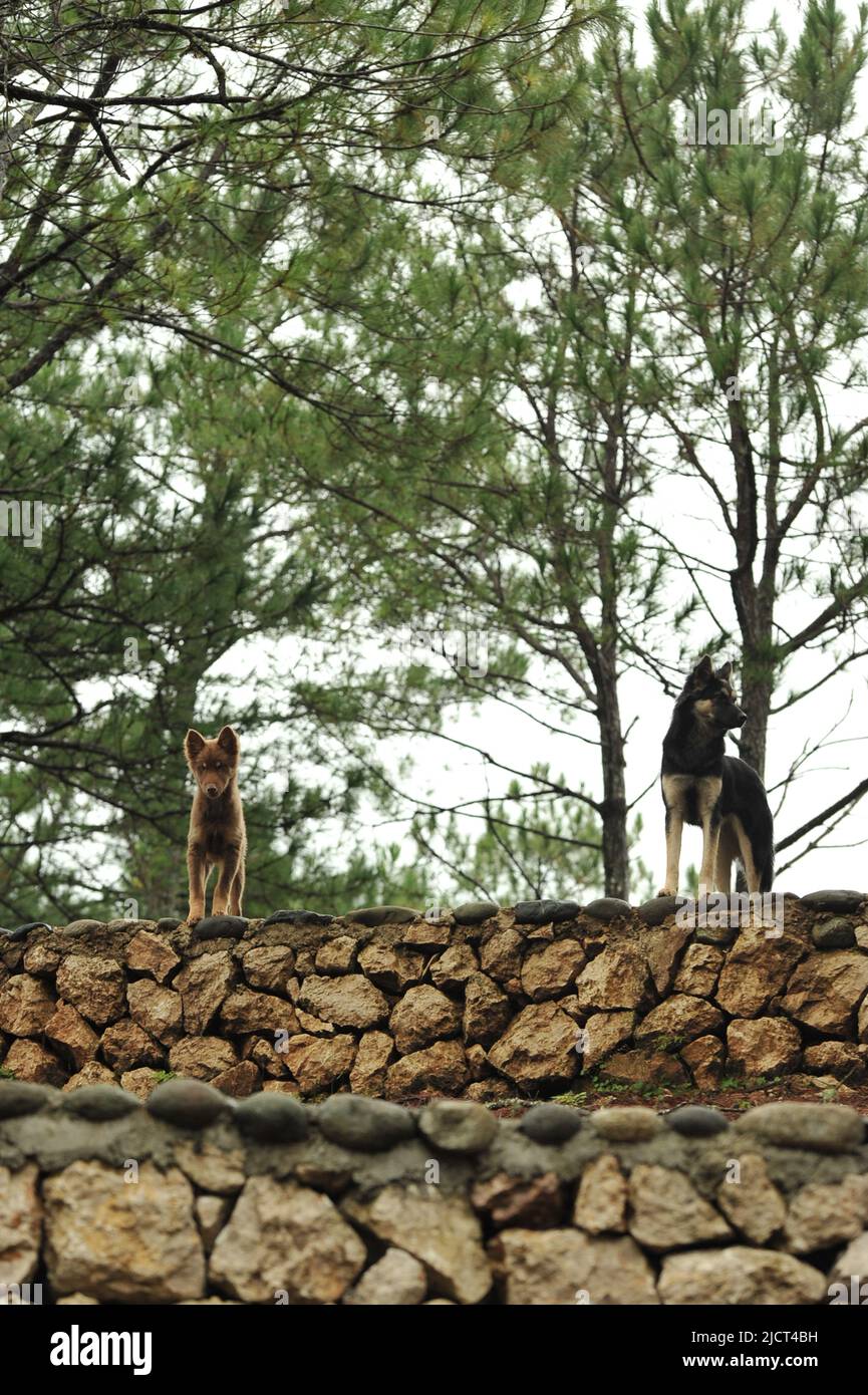 Mountain Province, Philippines: two dogs, alerted by the presence of strangers, stand guard at the edge of a path lined with pine trees in Sagada. Stock Photo