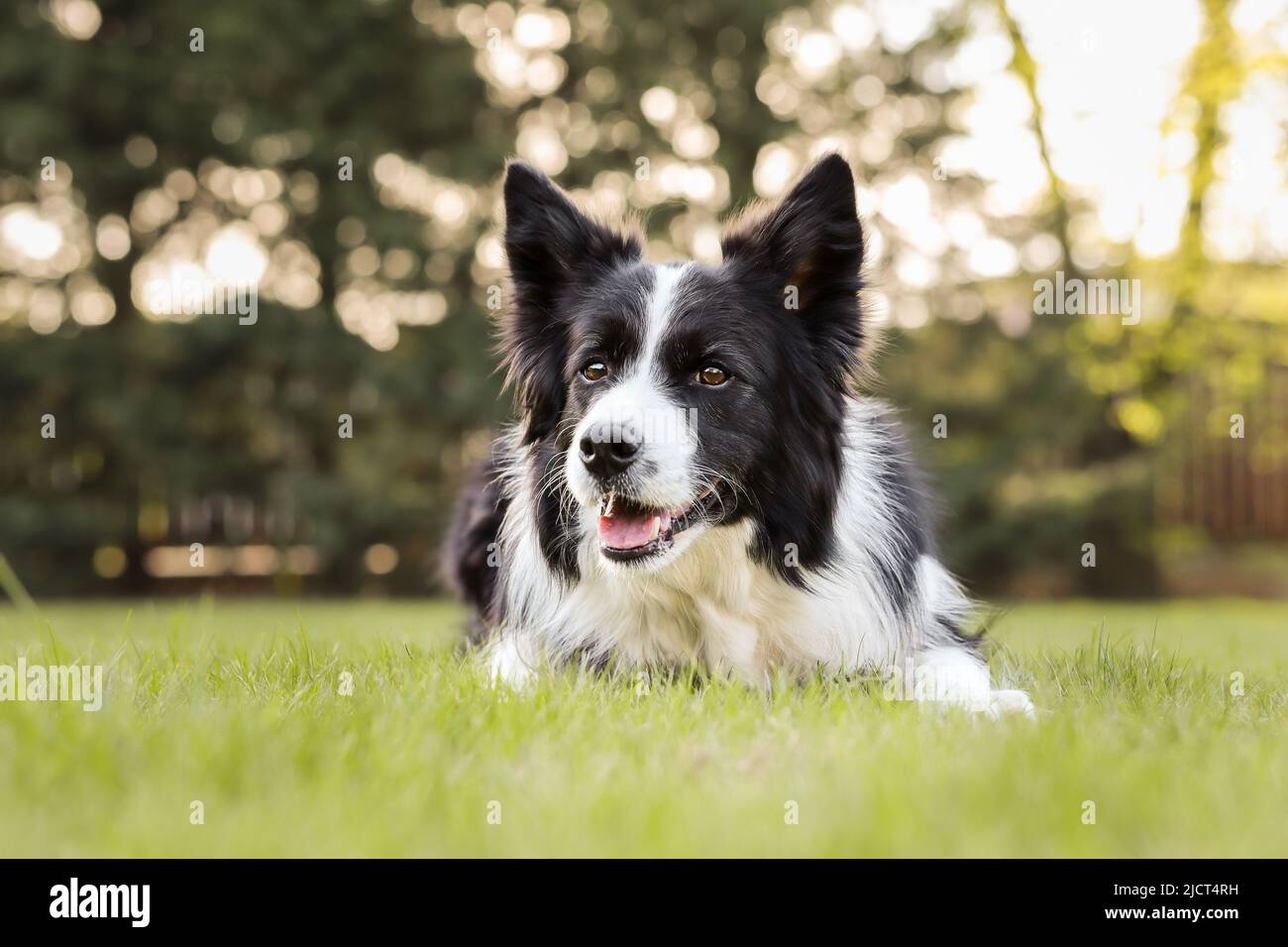 Adult Border Collie Dog Standing in a Meadow Stock Image - Image of collie,  grass: 133920371