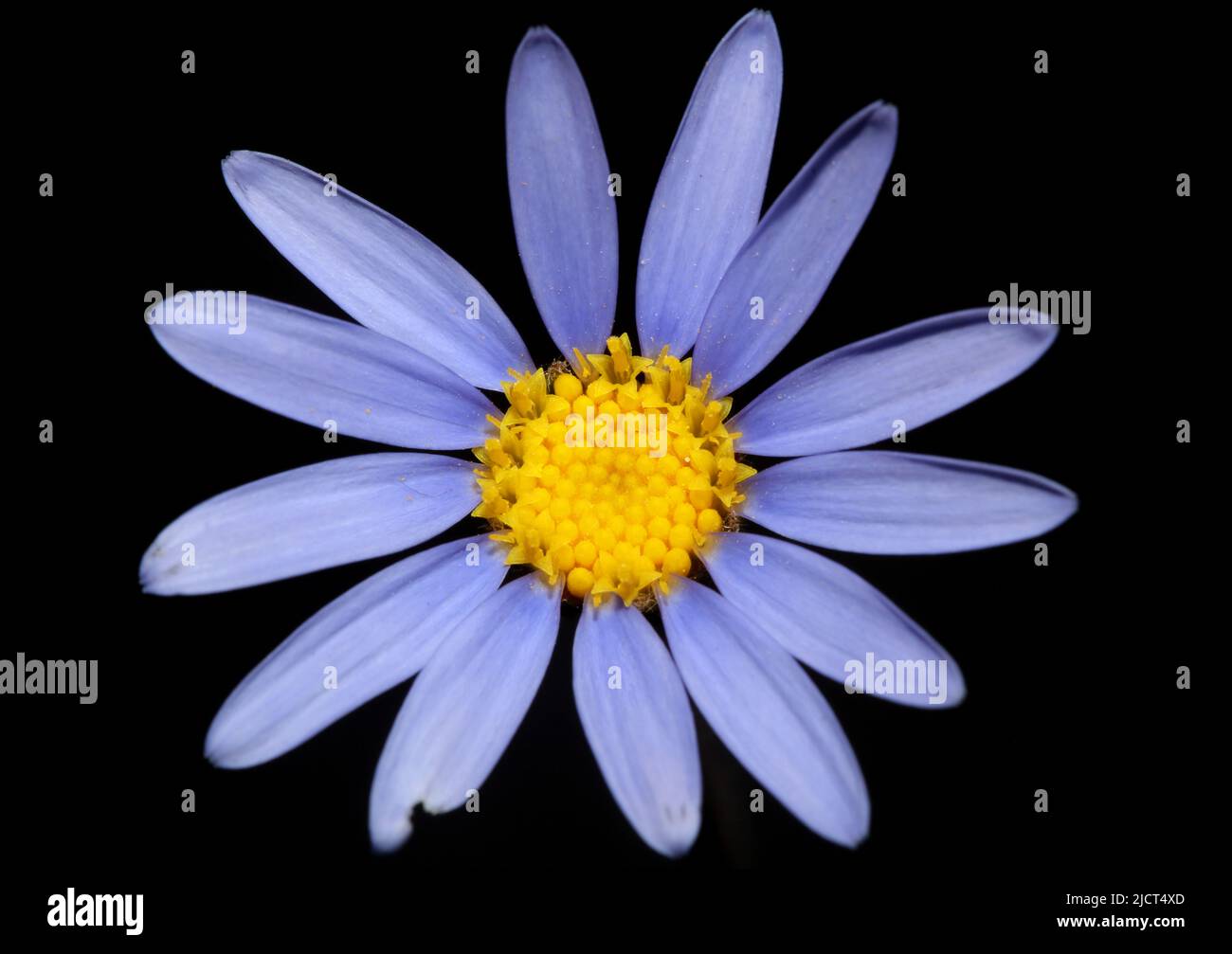 Blue star flower blossom macro felicia amelloides family compositae modern botanical background big size high quality print home decor Stock Photo