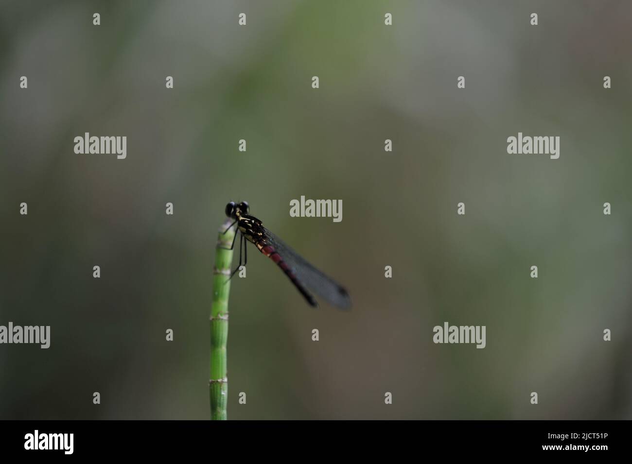 Mountain Province, Philippines: horizontal macro shot of a dragonfly resting on top of a plant. Stock Photo