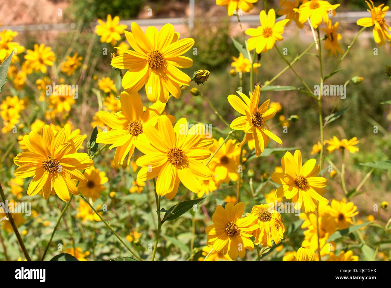 Dimophotheca Group of yellow daisies. Dimorphotheca sinuata. Macro Stock Photo - Alamy