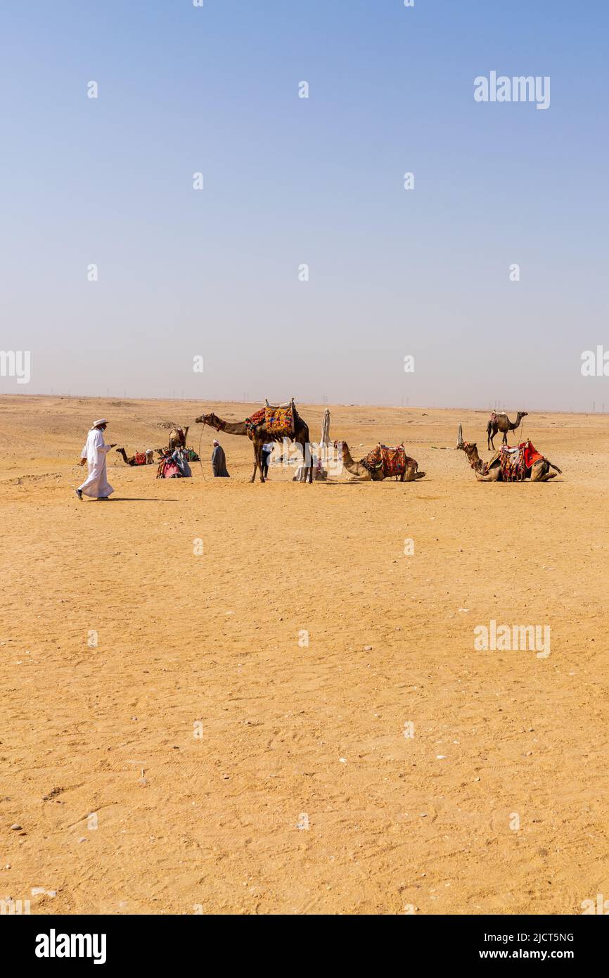 Egyptian Camels Stock Photo