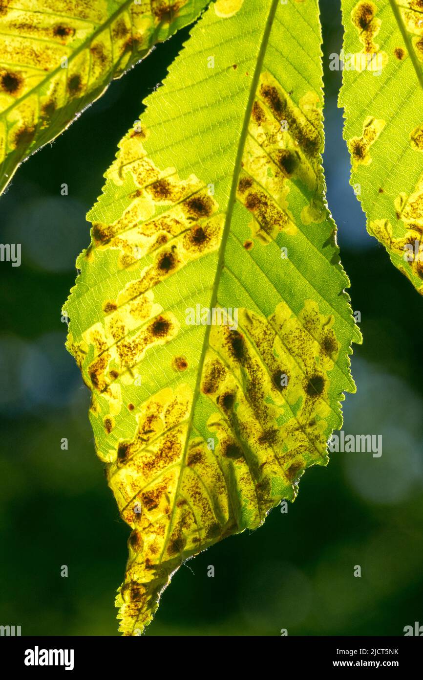 Infested and damaged leaf Common horse chestnut leaf miner Stock Photo