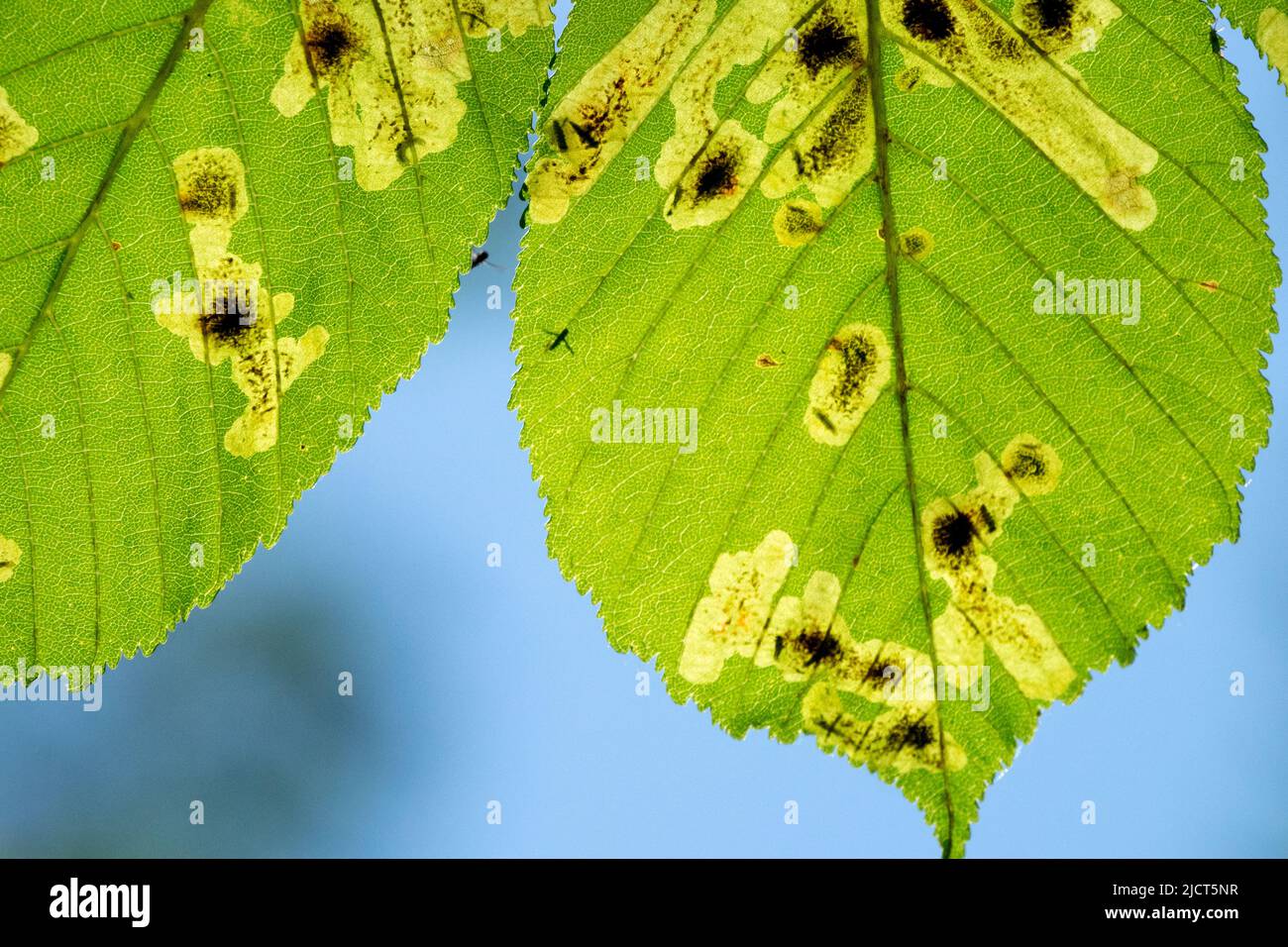 Horse chestnut leaf miner, Pest, Horse chestnut, Leaf miner, Close up, Leaf, Aesculus hippocastanum, Leafminer Stock Photo