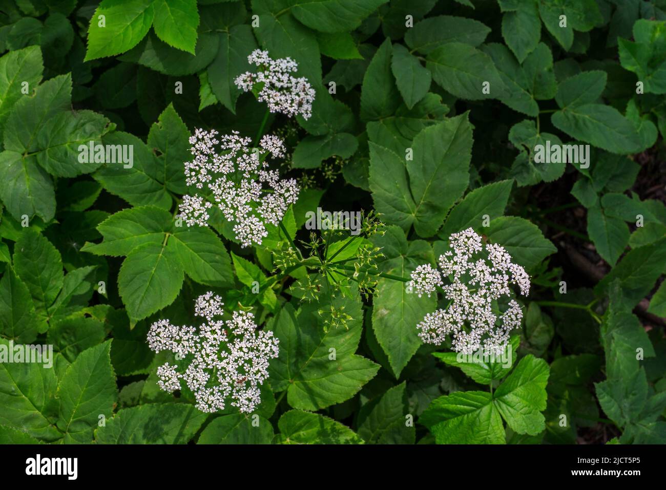 Ground elder / herb gerard / bishop's weed / goutweed / gout wort (Aegopodium podagraria / Aegopodium angelicifolium) in flower in spring Stock Photo