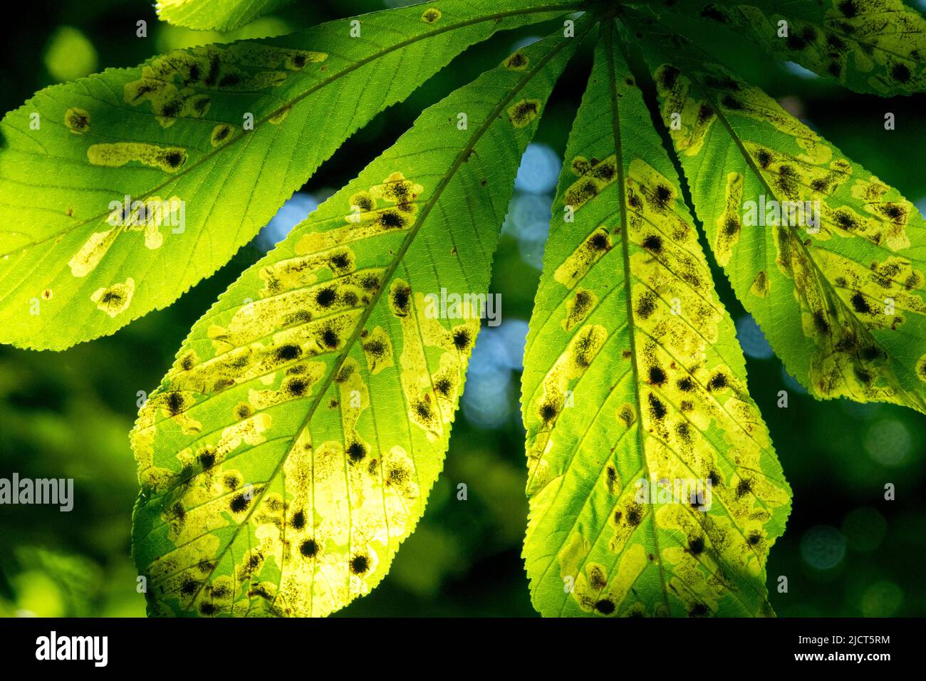 Horse chestnut leaf miner, Sunlight, Aesculus hippocastanum, Leaf miner, Shining, Leaves Stock Photo