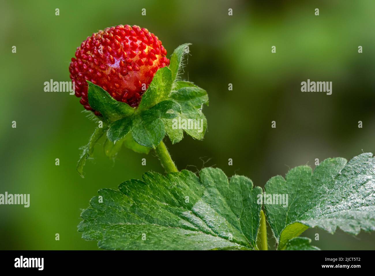 Mock strawberry / Indian-strawberry / false strawberry / backyard strawberry (Potentilla indica / Duchesnea indica) showing red fruit in late spring Stock Photo