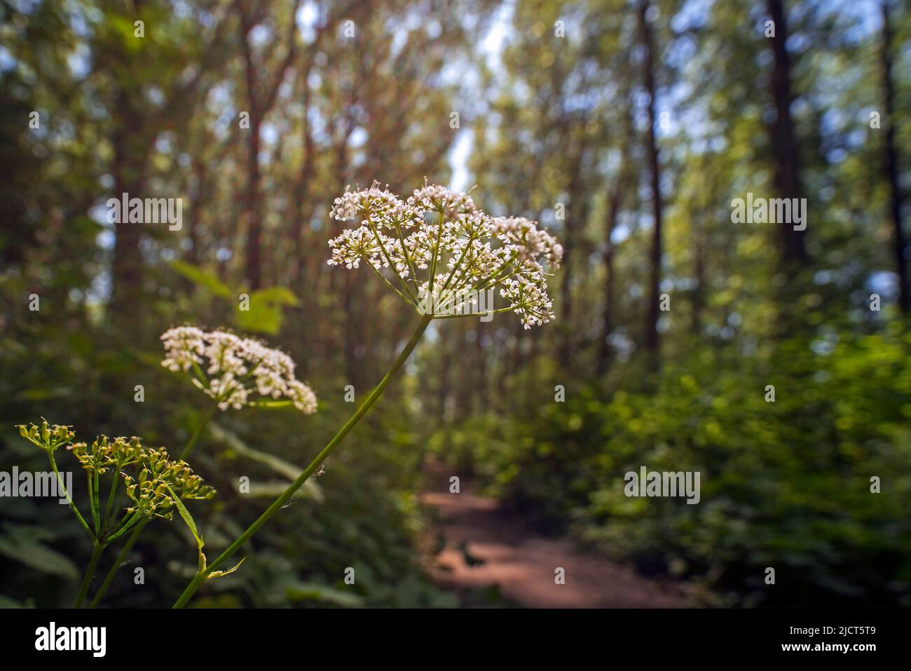 Ground elder / herb gerard / bishop's weed / goutweed (Aegopodium podagraria / Aegopodium angelicifolium) in flower in broadleaved forest Stock Photo