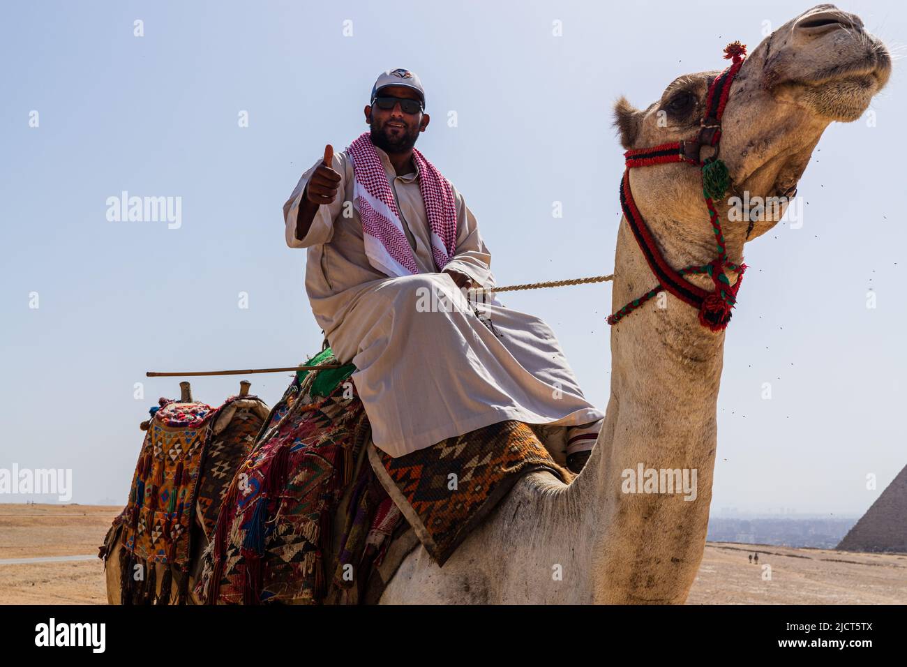 Egyptian Camels Stock Photo