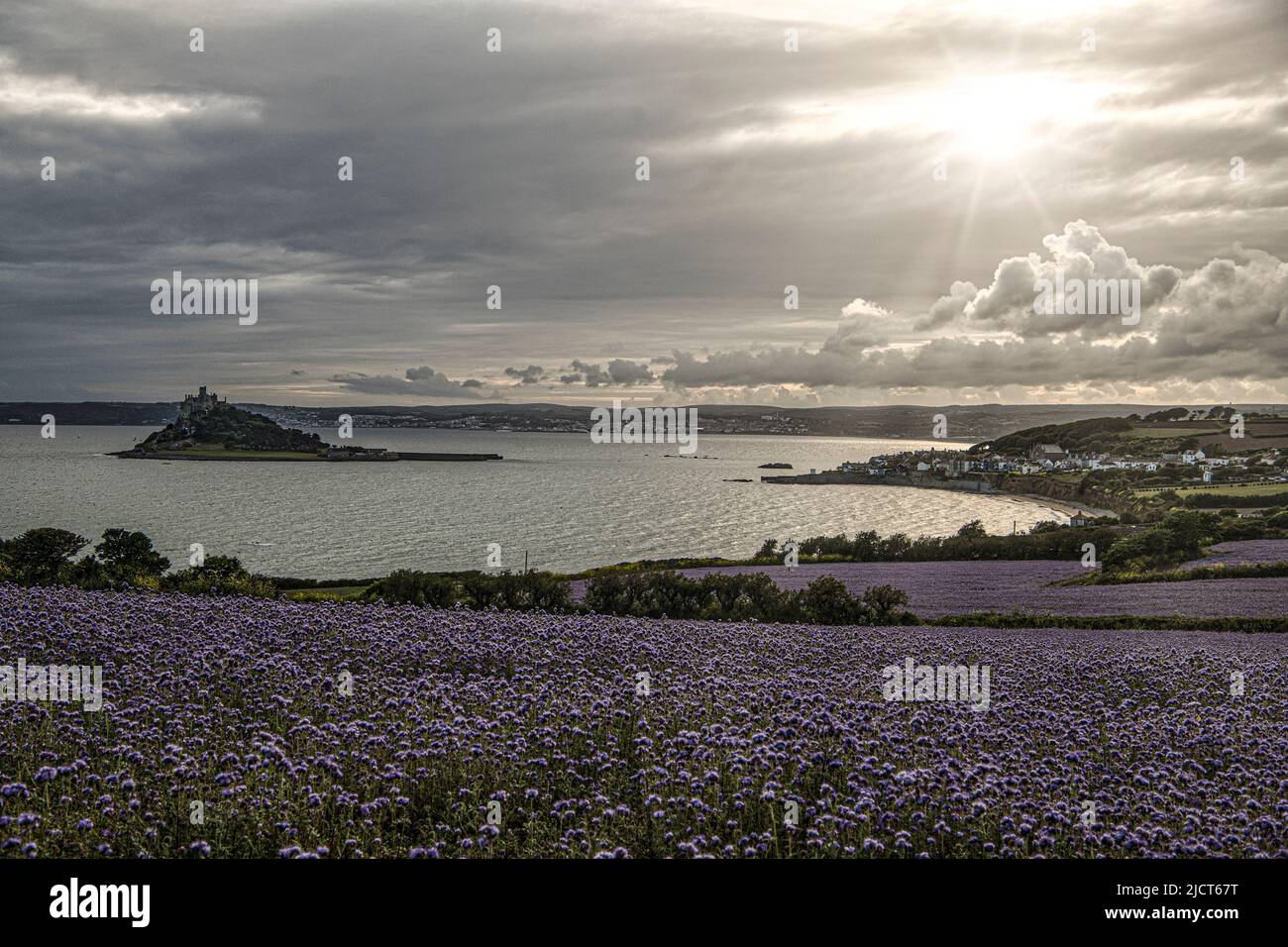 St Michaels mount Marazion Penzance Cornwall uk,Phacelia or commonly known as purple or blue Tansy cropCornish fields growing Phacelia Stock Photo