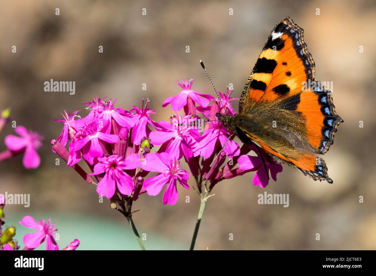 Small Tortoiseshell Butterfly, On, Flower, Butterfly, Feeding, Pink, Blossoms, Close up, Flowers Stock Photo