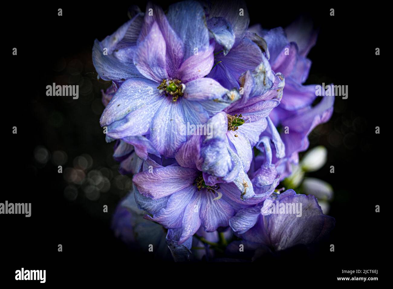 Bright blue purple petals hi-res stock photography and images - Alamy