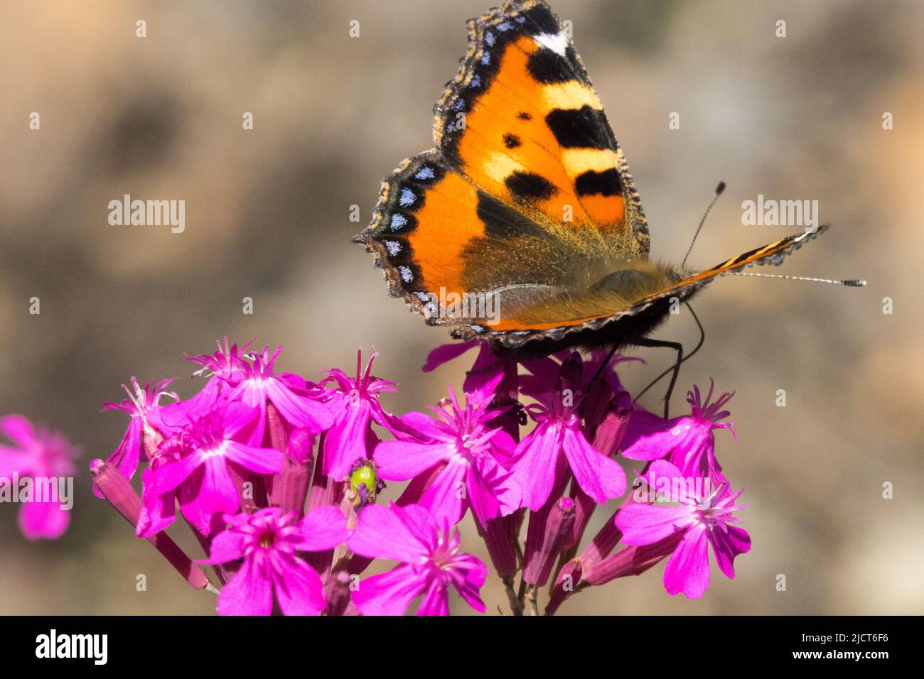 Butterfly, Aglais urticae, Feeding Silene mexicana 'Hot Stuff' Small Tortoiseshell Butterfly, Nymphalis urticae, Butterfly on flower Stock Photo