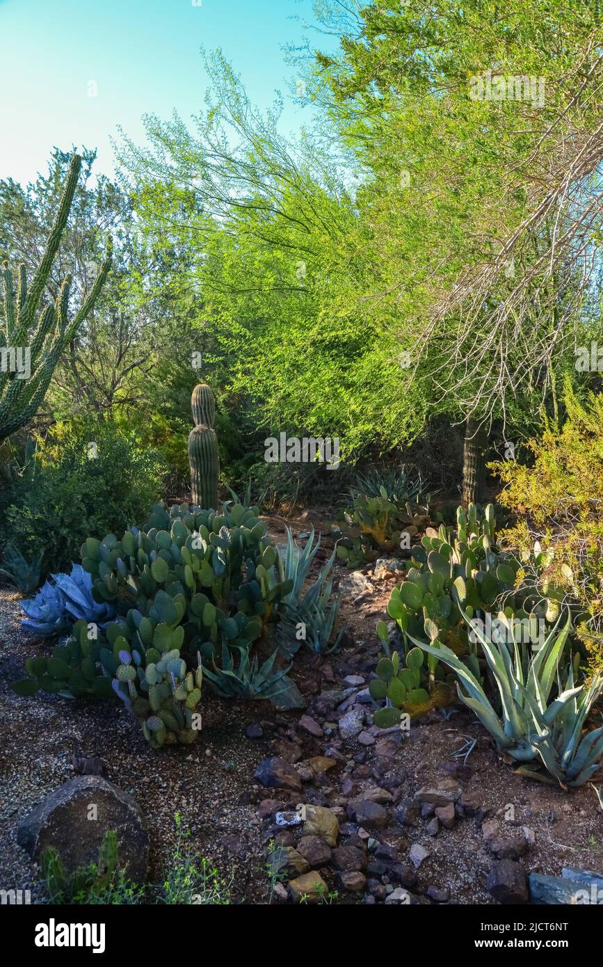 USA, PHENIX, ARIZONA- NOVEMBER 17, 2019:  A group of succulent plants Agave and Opuntia cacti in the botanical garden of Phoenix, Arizona, USA Stock Photo