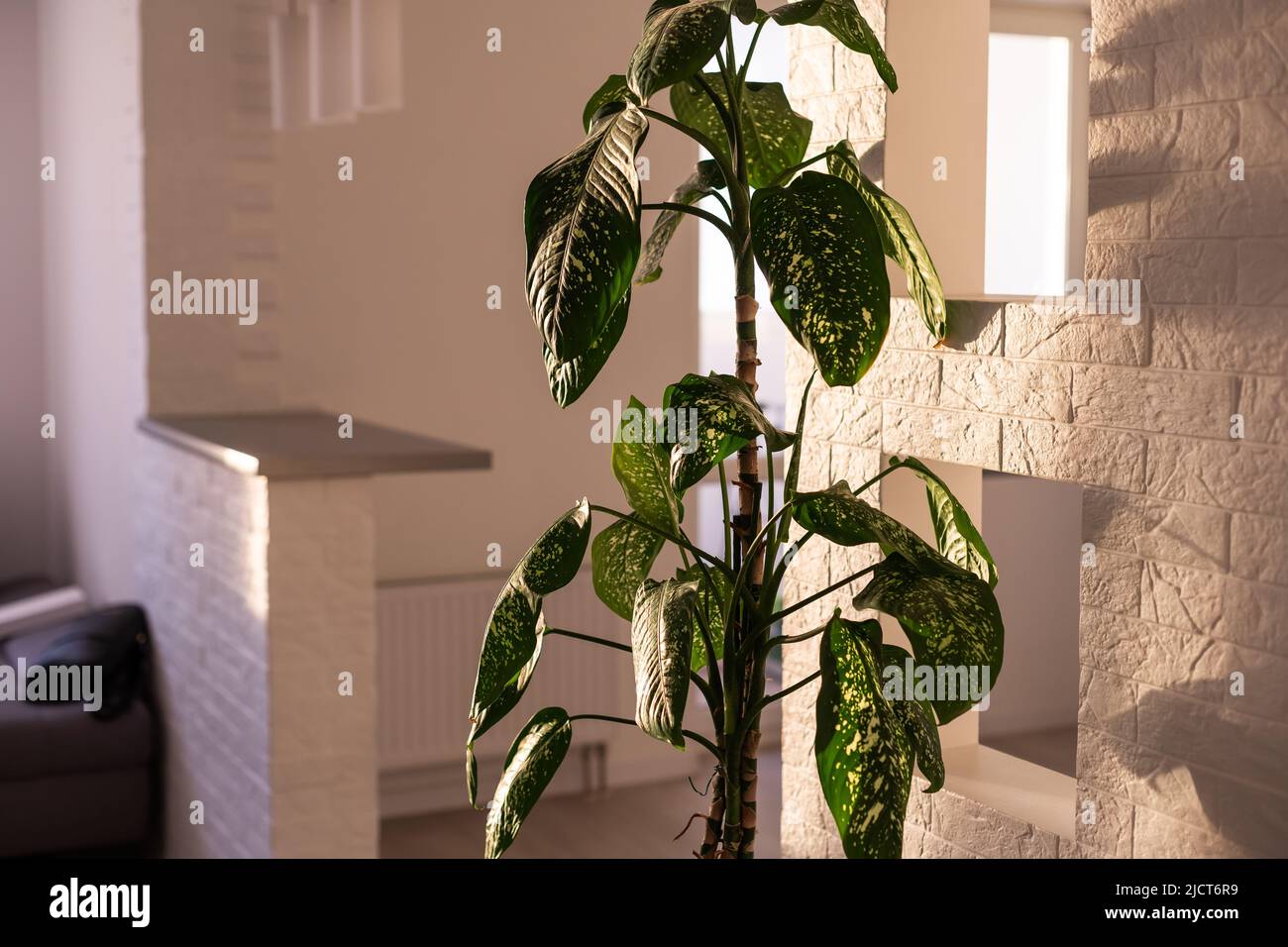 Dieffenbachia amoena is a monocot which is commonly cultivated as a houseplant, for its decorative leaves. It is a very popular and hardy shade-loving Stock Photo