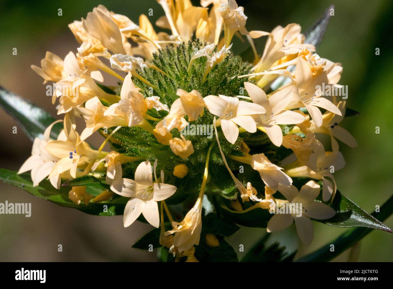 Collomia grandiflora, Flower, Large-flowered, Collomia, Flowers, Blooms, Close up, Bloom, Garden, Plant Stock Photo