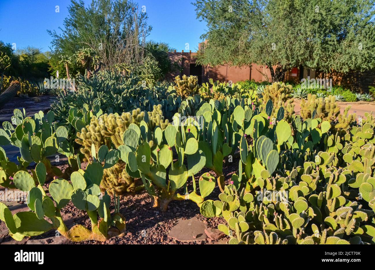 Different types of prickly pear cacti in a botanical garden in Phoenix