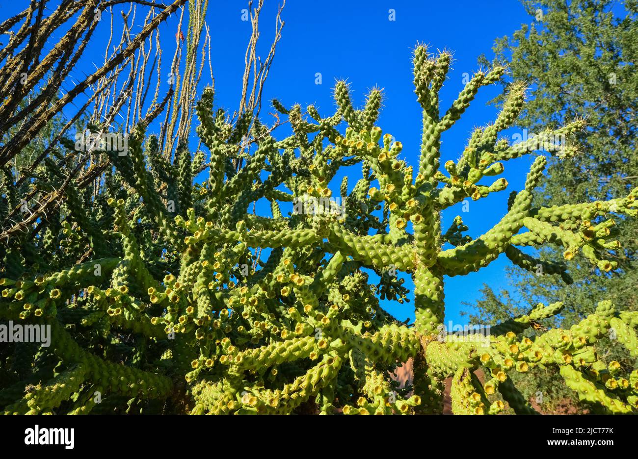 Cactus. Cane Chola Cylindropuntia spinosior on a background of blue sky. Arizona, USA Stock Photo