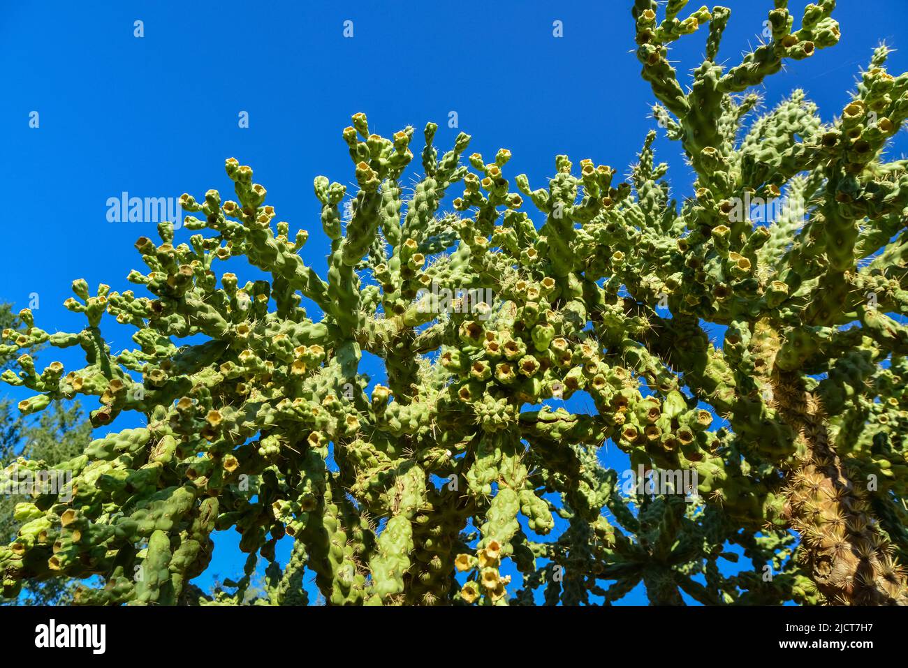 Cactus. Cane Chola Cylindropuntia spinosior on a background of blue sky. Arizona, USA Stock Photo