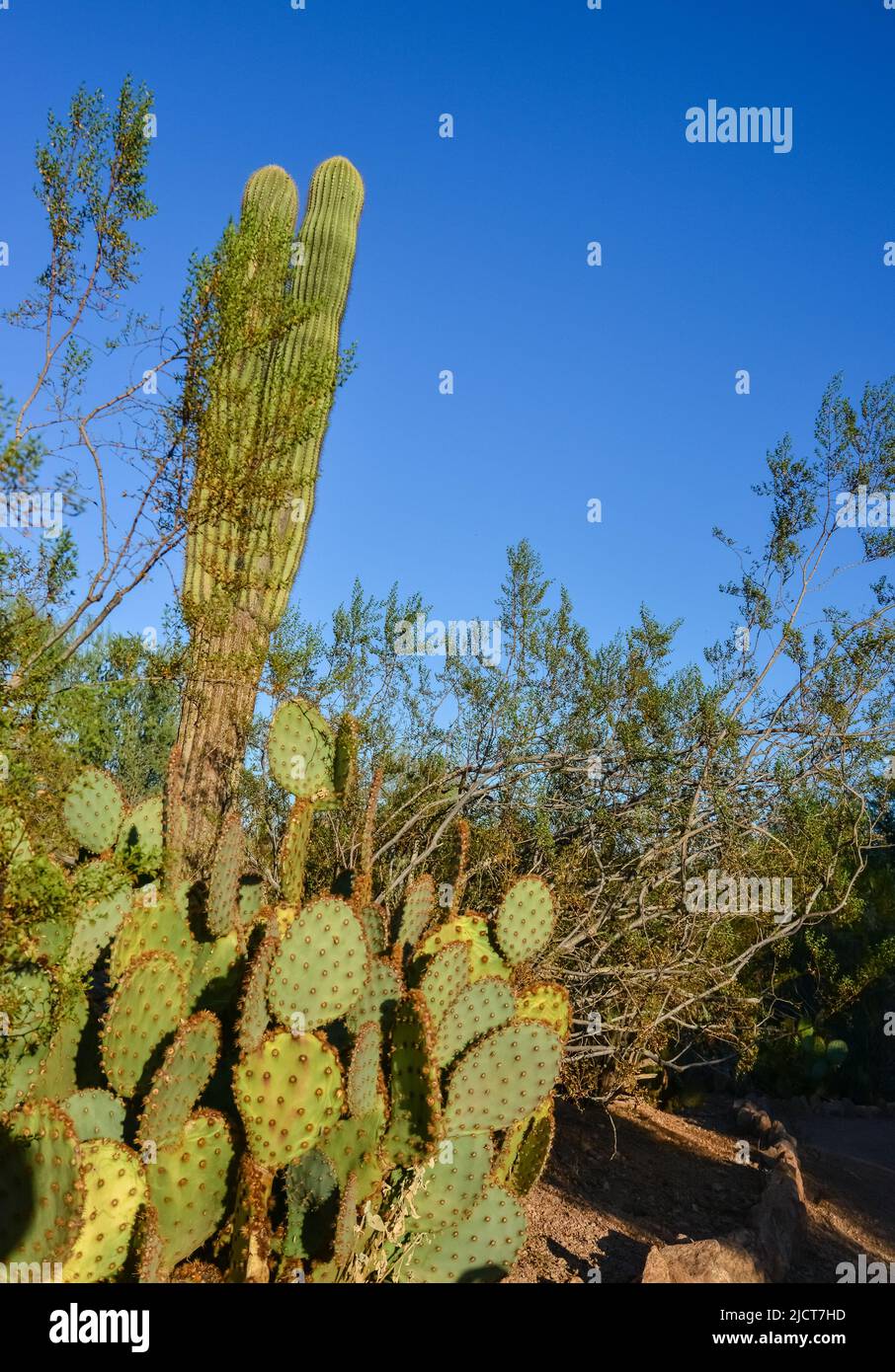 Barrel or fish hook cactus, found in the Sonora desert Stock Photo