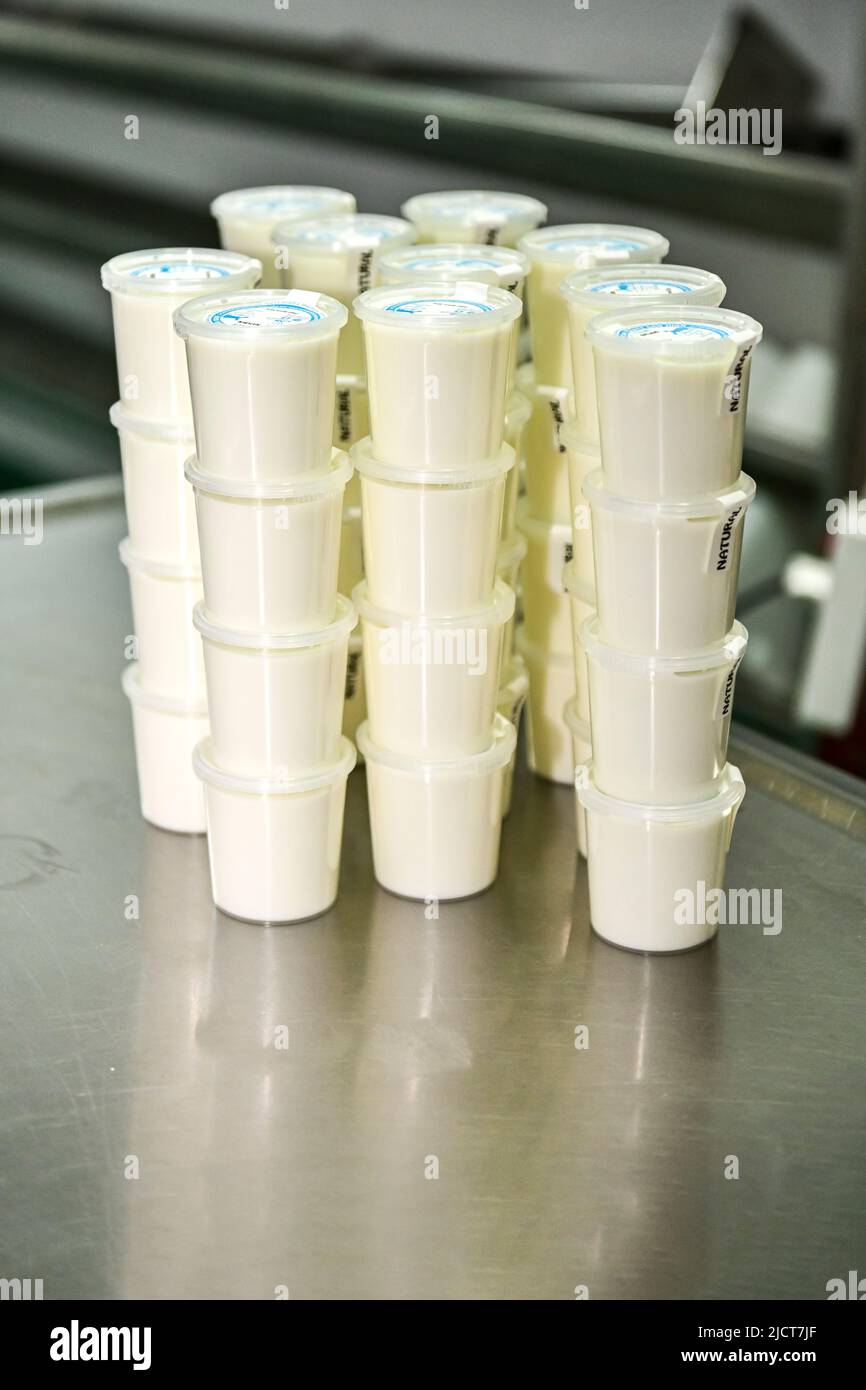 Containers with natural yogurt with goat milk Stock Photo