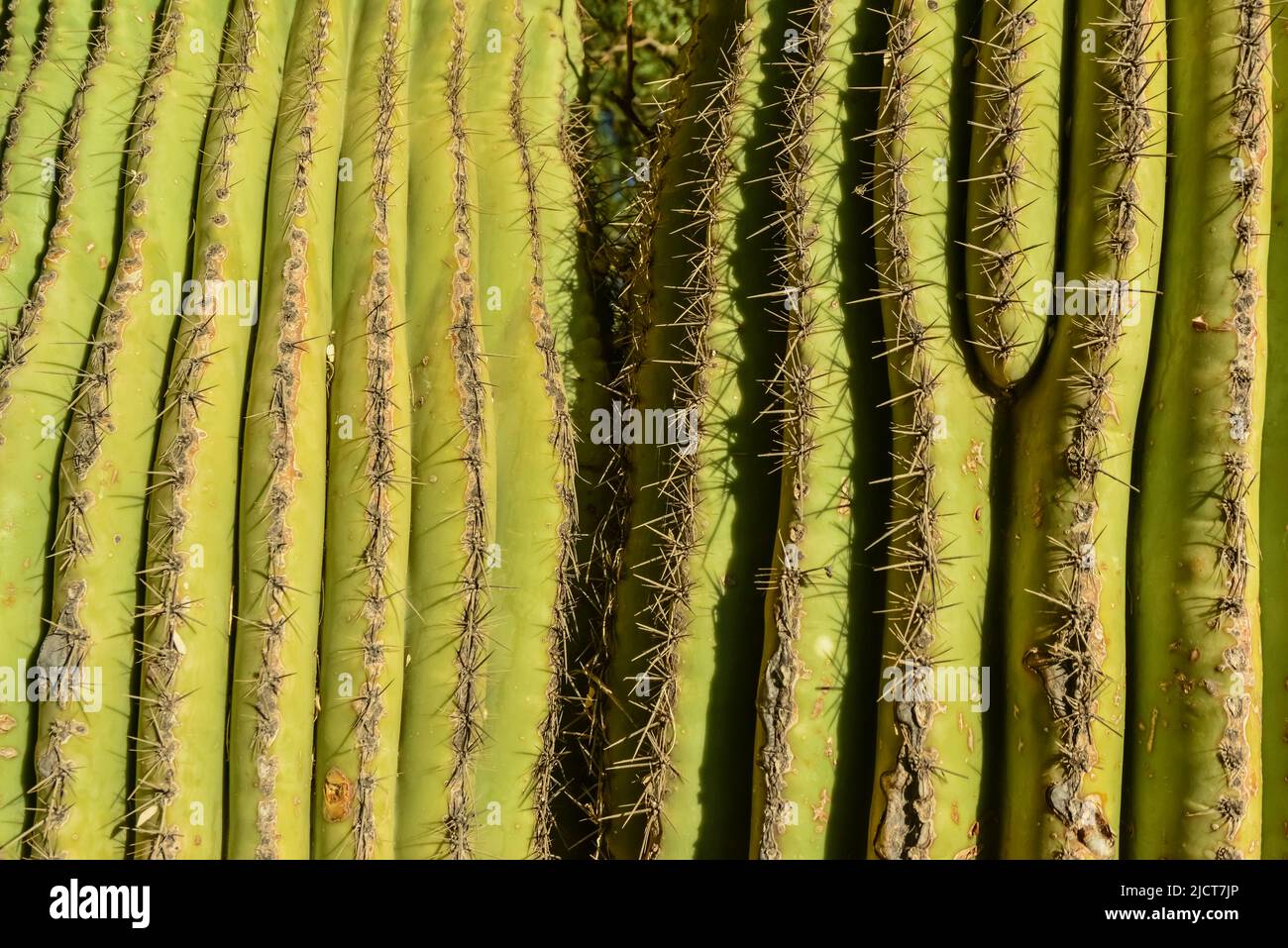 Arizona cacti. A view looking up a Saguaro cactus (Carnegiea gigantea