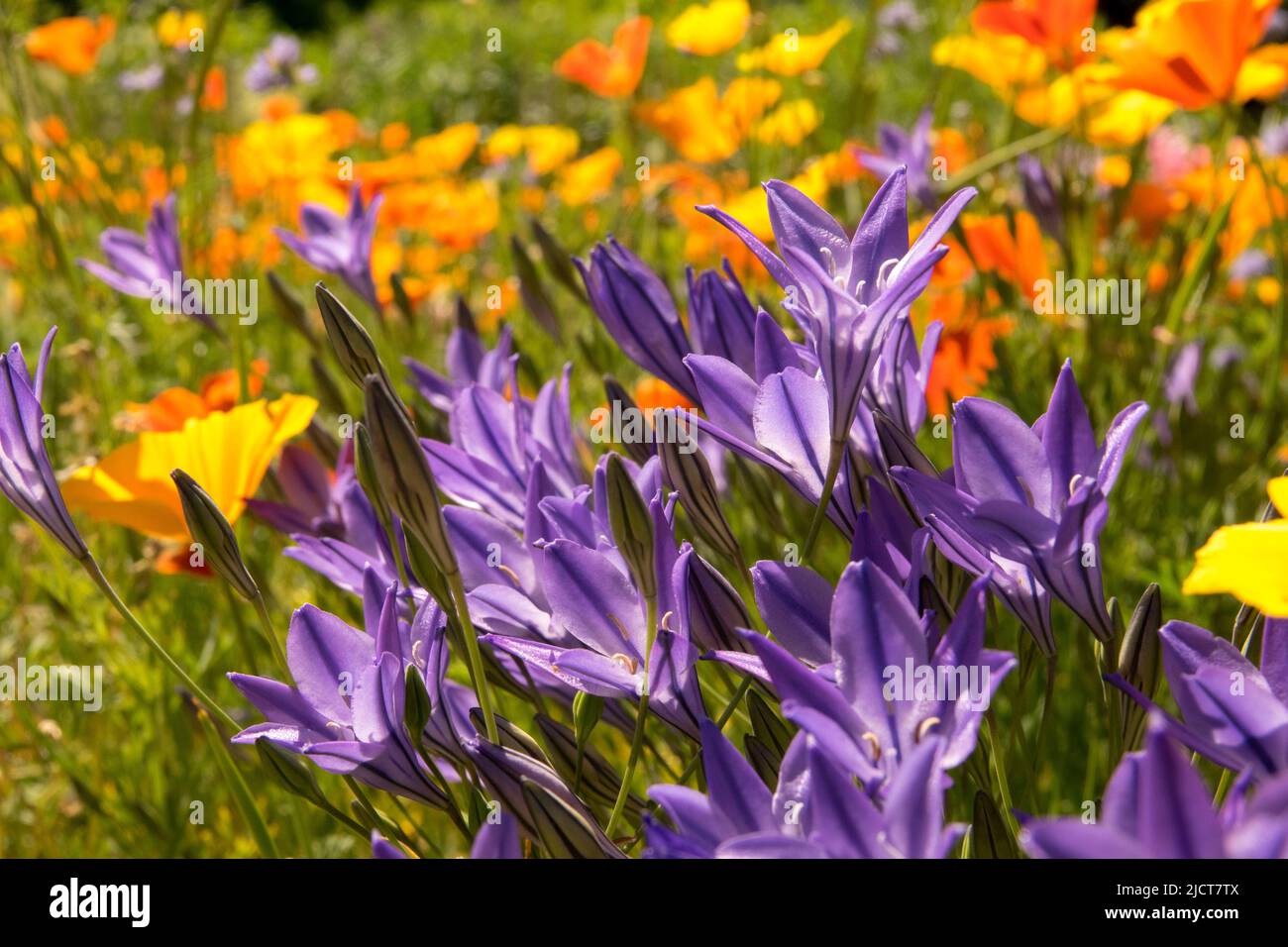 Blue orange Garden, Meadow, Mixed, Bellflower, Wildflower meadow
