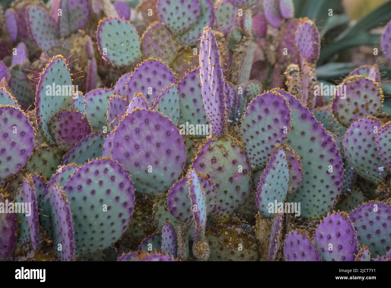A group of succulent plants of Opuntia cacti in the Phoenix Botanical Garden, Arizona, USA Stock
