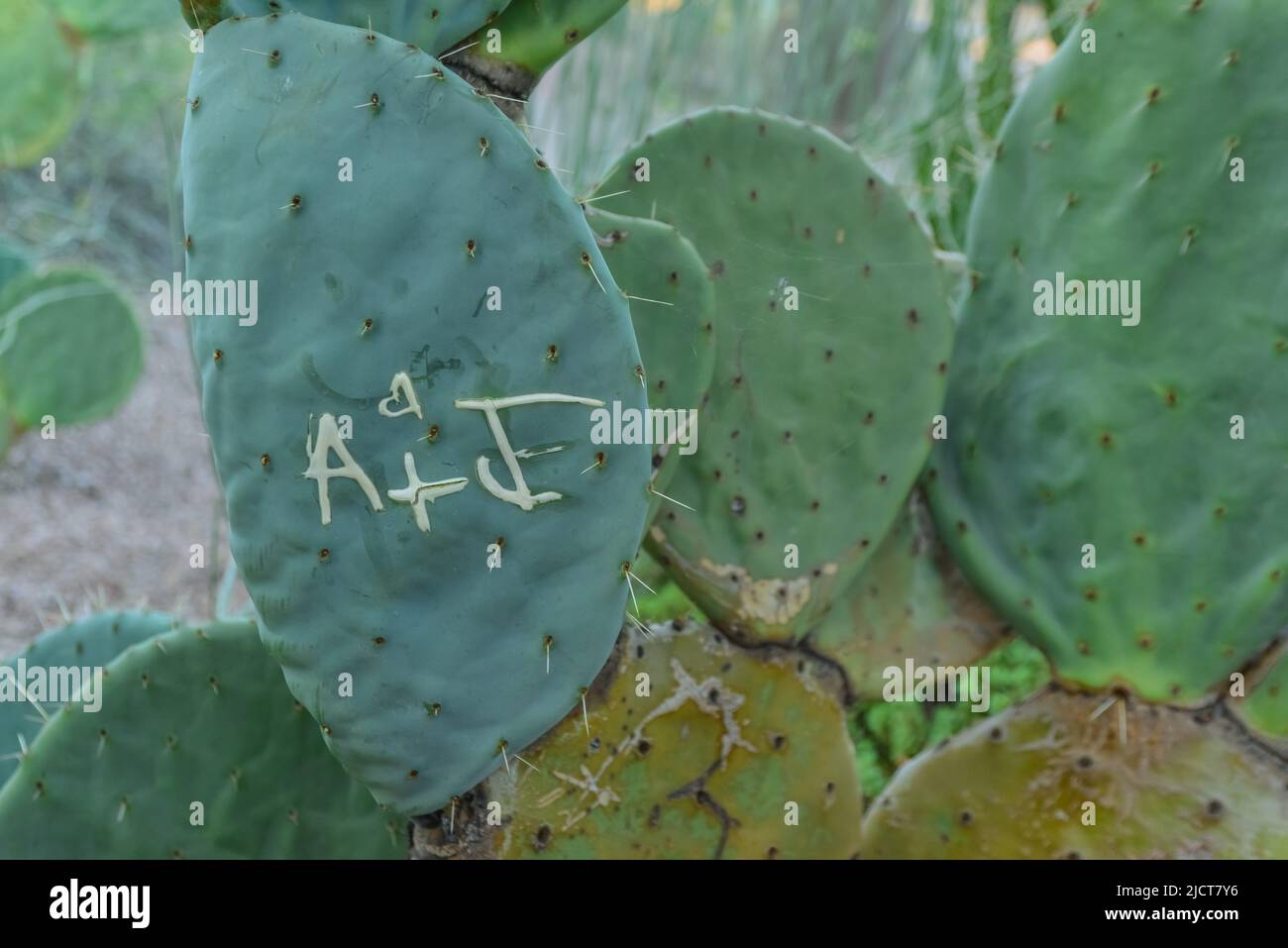 A group of succulent plants of Opuntia cacti in the Phoenix Botanical