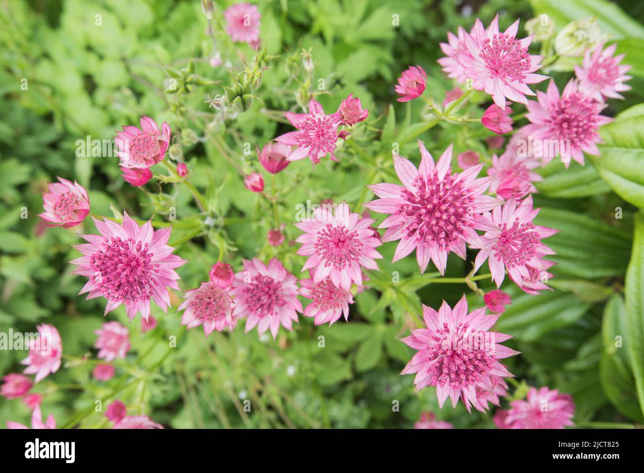 Astrantia is a  genus of herbaceous plants in the family Apiaceae.Commonly known as masterwort.melancholy gentleman, and Hattie's pincushion Stock Photo