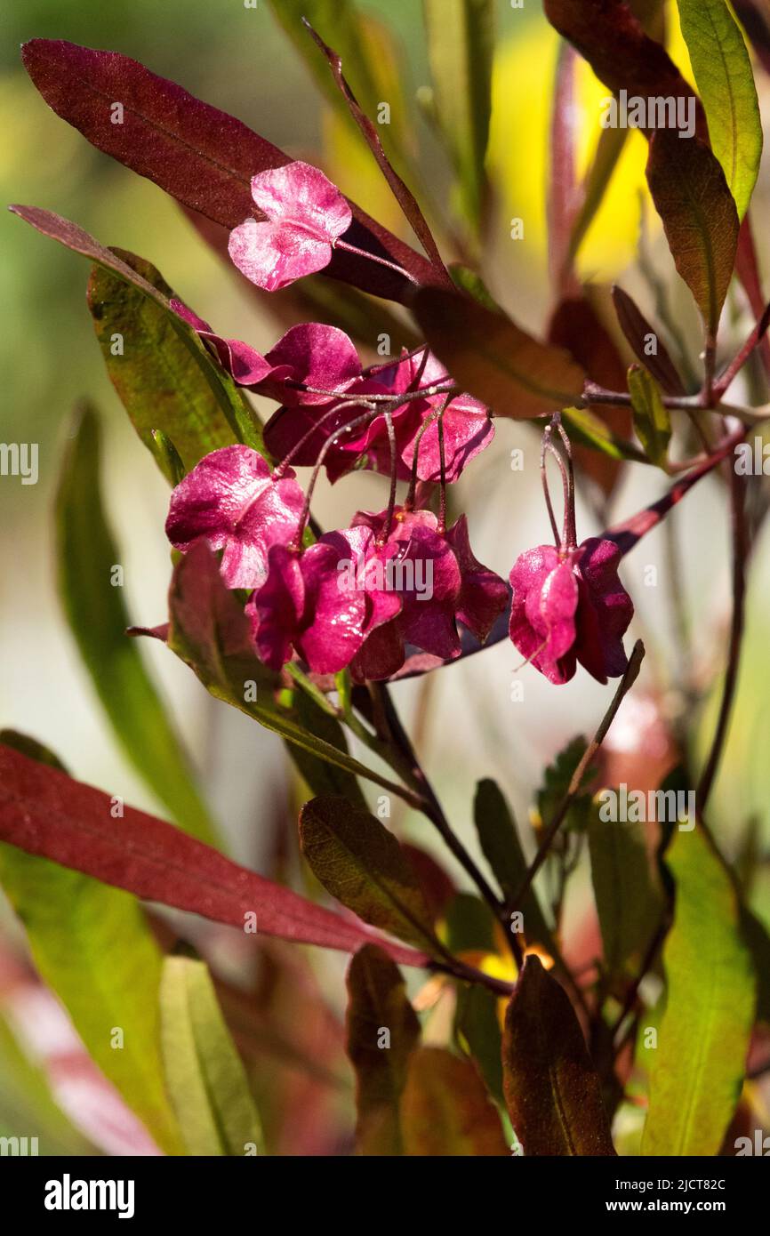 Dodonaea viscosa Purpurea, Flower, Purple Hop Bush, Purple, Bloom, Plant, Shrub Stock Photo