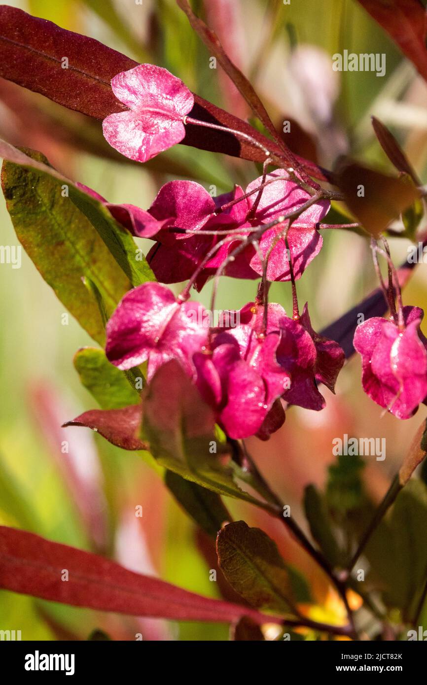 Dodonaea viscosa Purpurea, Flower, Purple Hop Bush, Purple, Bloom, Plant, Shrub Stock Photo