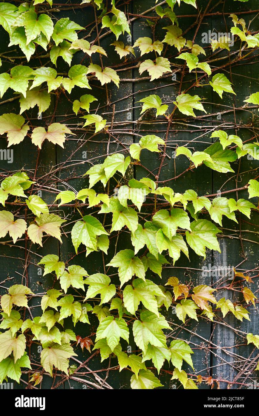 Ivy privacy fence hi-res stock photography and images - Alamy