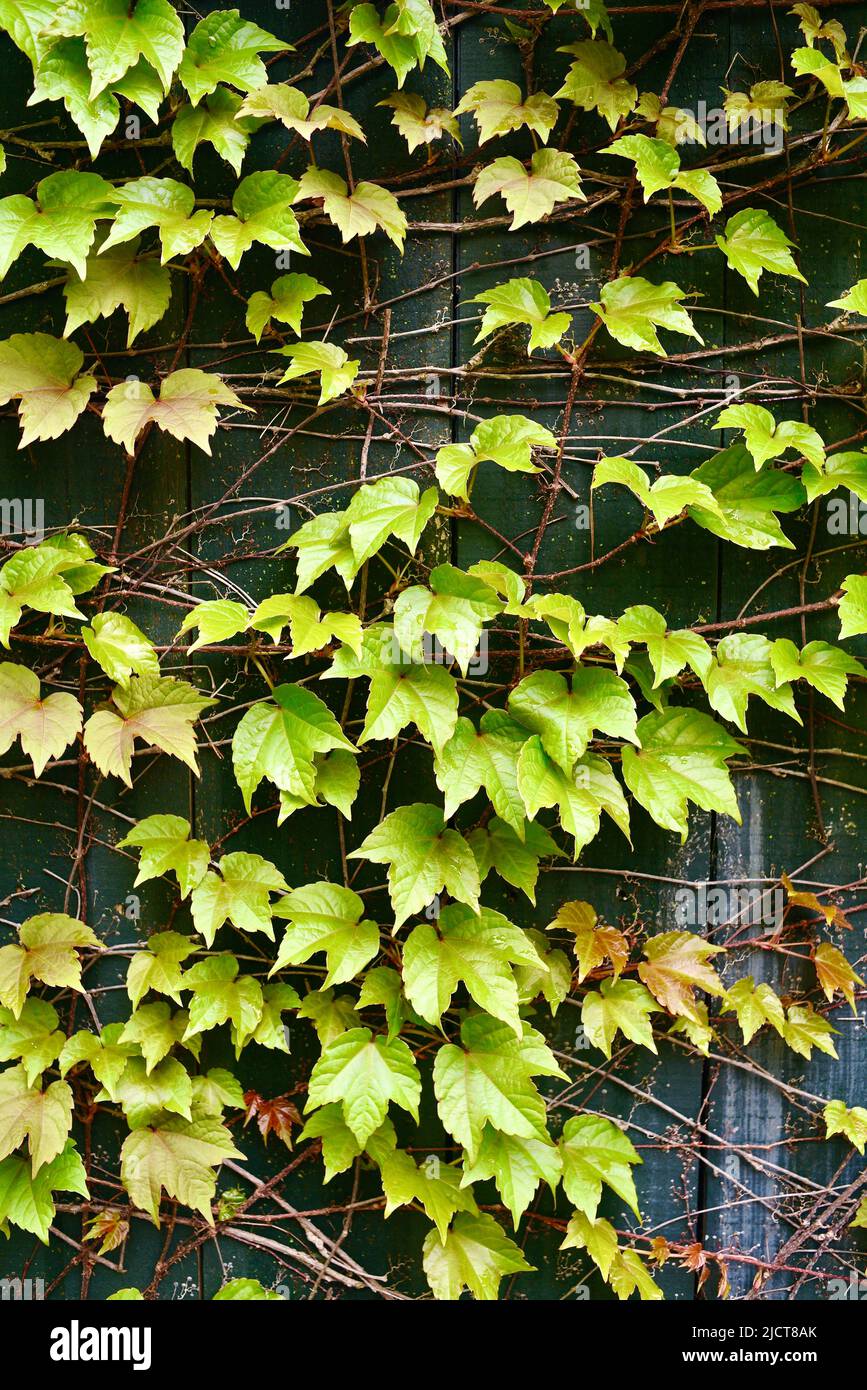 Fresh green leaves of ivy growing on a wooden wall in early morning, providing natural privacy fence, texture background, Elkhart Lake, Wisconsin, USA Stock Photo