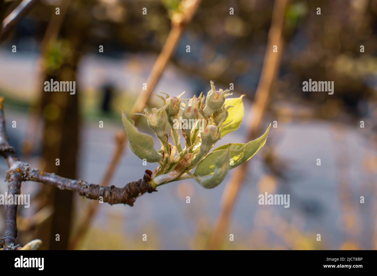 extreme closeup of the pink buds at a twig of an apple tree in