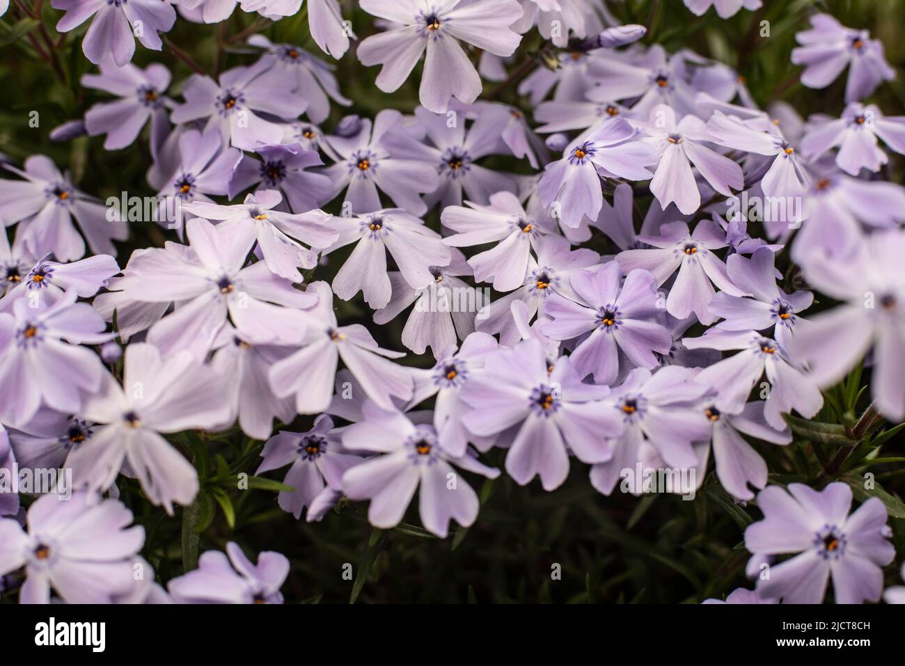 close-up of the pale purple flowers of the ground cover plant phlox subulata or moss phlox Stock Photo