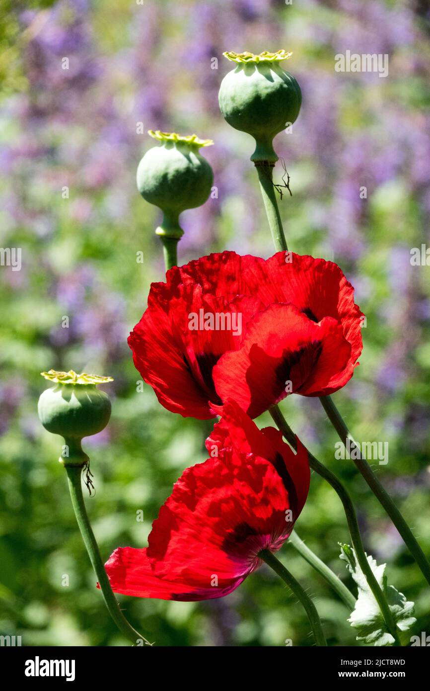 Red, Papaver somniferum, Opium poppy, Seed head, Garden, Poppies Seed heads Stock Photo