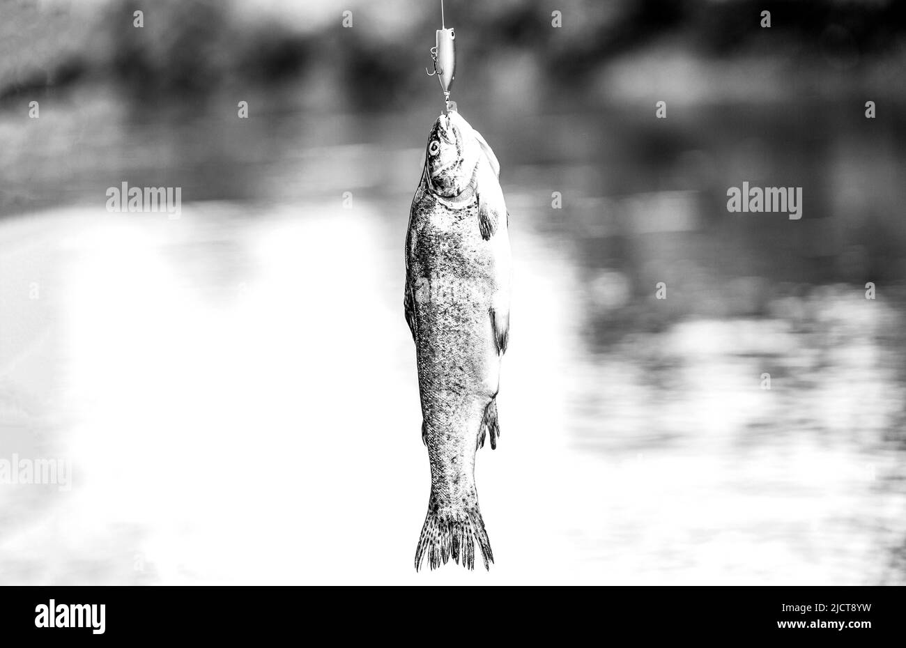 Fishing. Close-up shut of a fish hook. Fisherman and trouts. Spinning fishing trout in lakes. Brook trout. A close up rainbow trouts. Still water Stock Photo