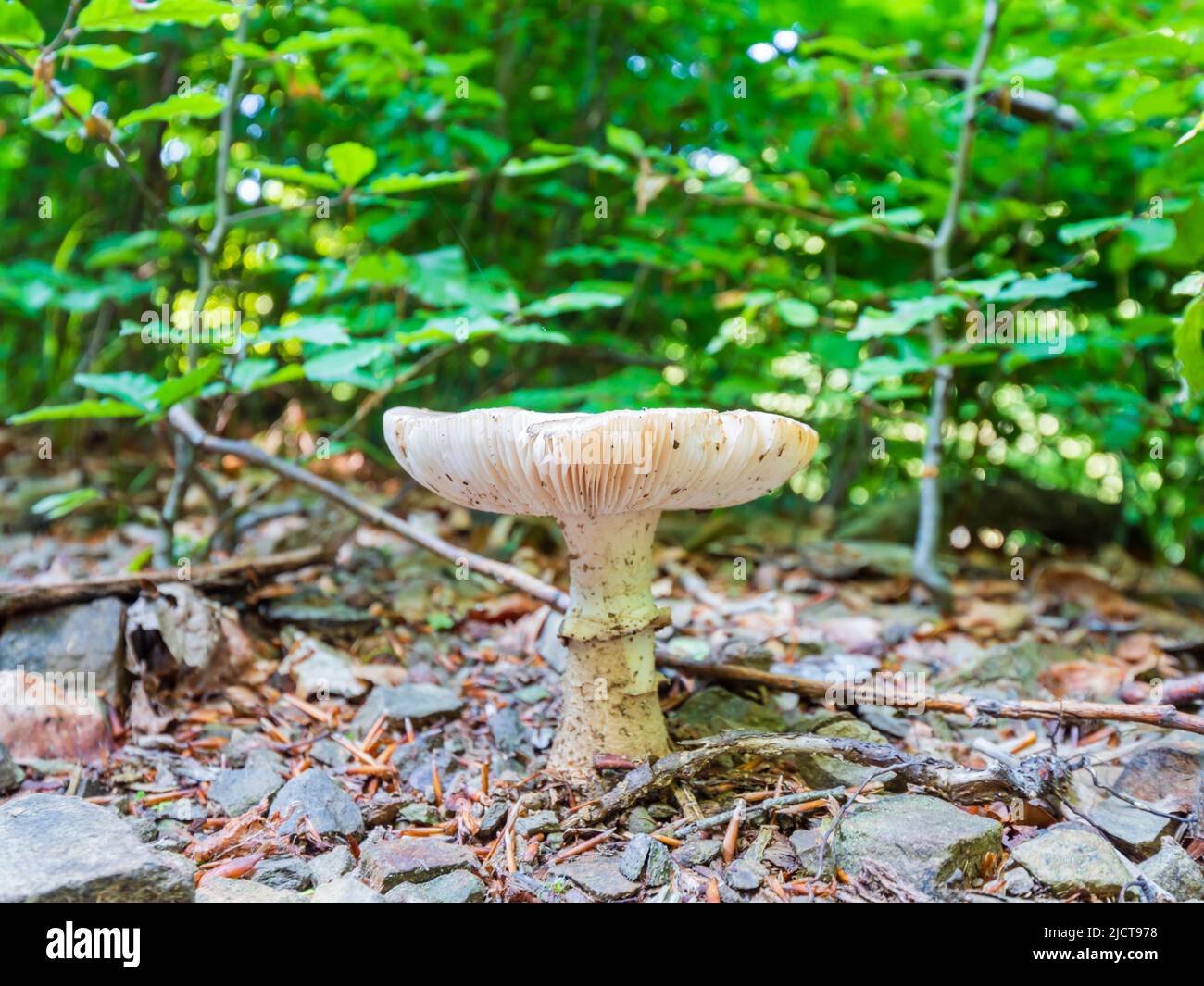 Mushroom in forested nature area around Lokve lake (Lokvarsko jezero) in Croatia Europe Stock Photo