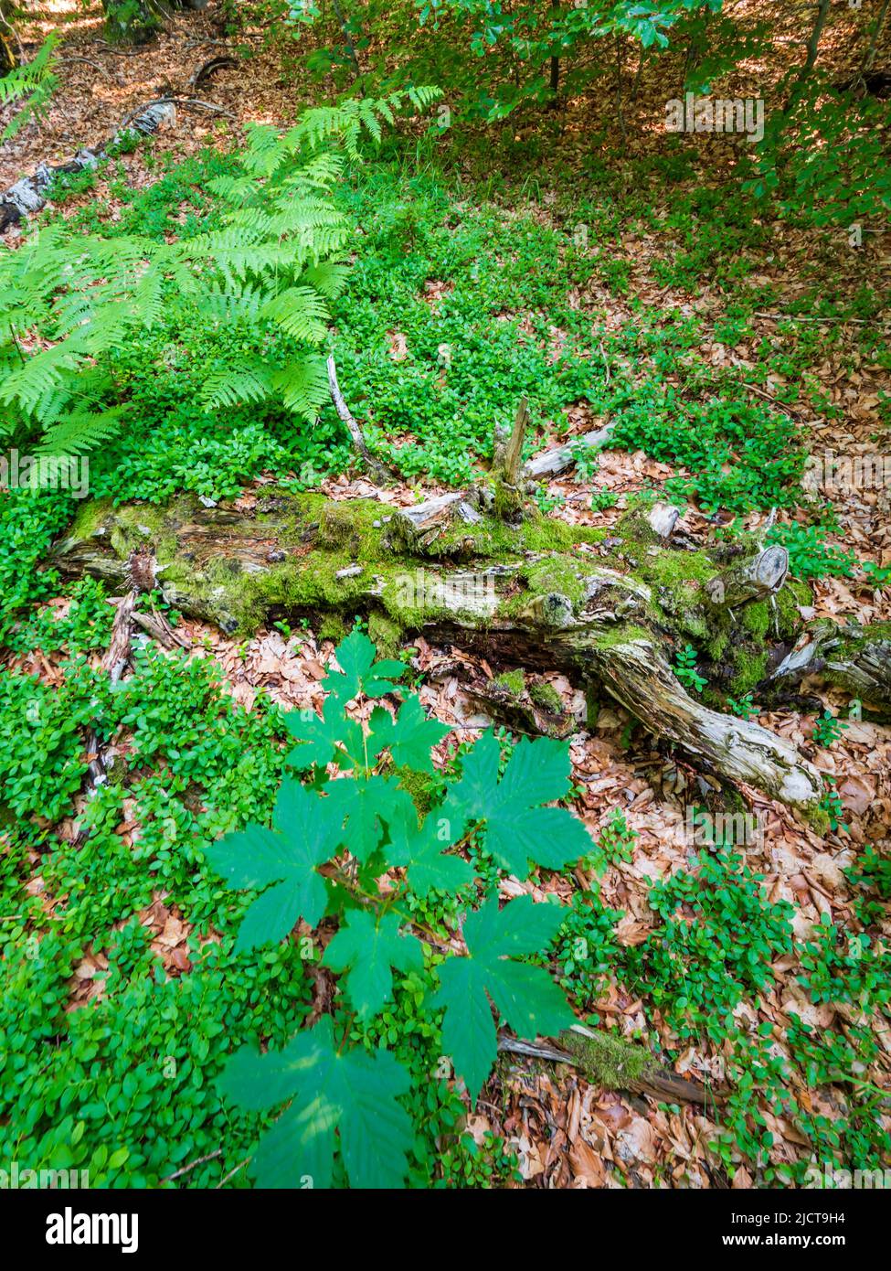 Rotten tree forested nature area around Lokve lake (Lokvarsko jezero) in Croatia Europe Stock Photo