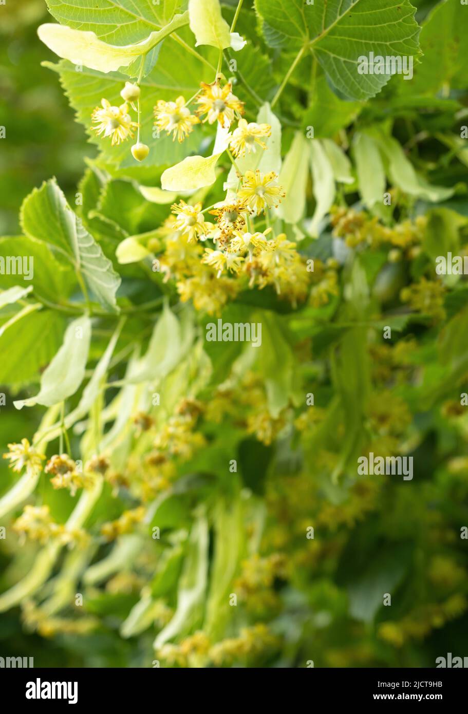 Blooming flowers of small leaved Linden tree (Tilia Cordata). Branch covered with yellow blossom used for herbal healing tea preparation. Natural back Stock Photo