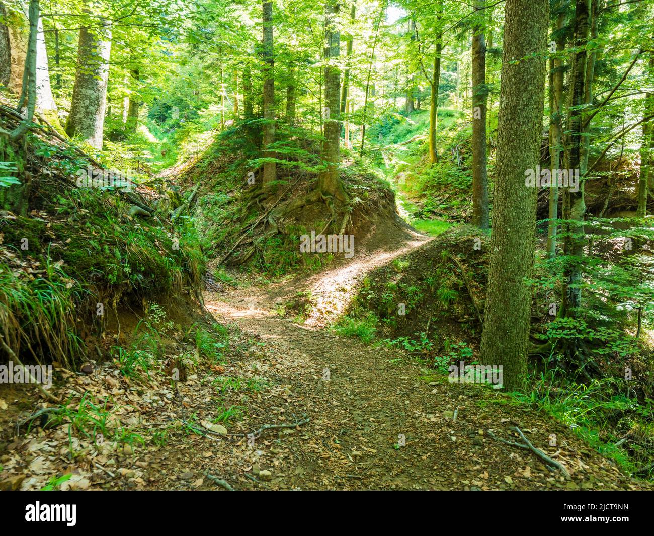 Forested nature area around Lokve lake (Lokvarsko jezero) in Croatia Europe Stock Photo