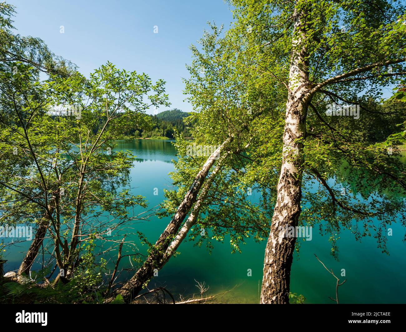 Forested nature area around Lokve lake (Lokvarsko jezero) in Croatia Europe Stock Photo