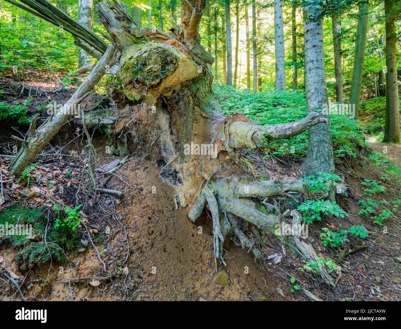 Derelixt tree root in forested nature area around Lokve lake (Lokvarsko jezero) in Croatia Europe Stock Photo