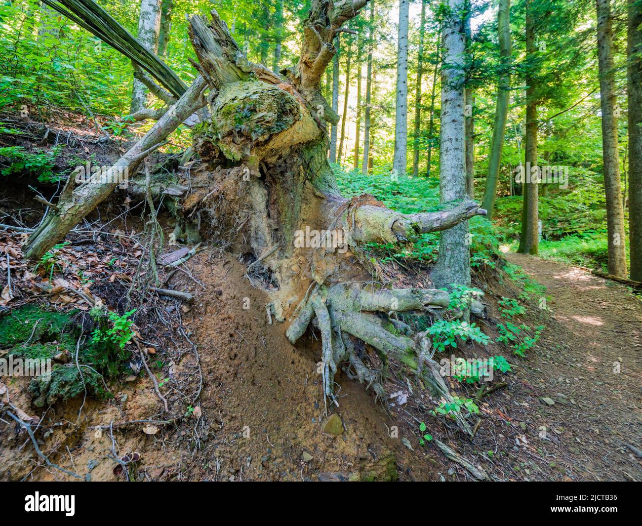 Derelixt tree root in forested nature area around Lokve lake (Lokvarsko jezero) in Croatia Europe Stock Photo