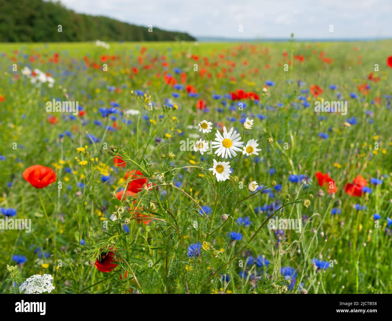 Poppies in summer meadow hi-res stock photography and images - Alamy